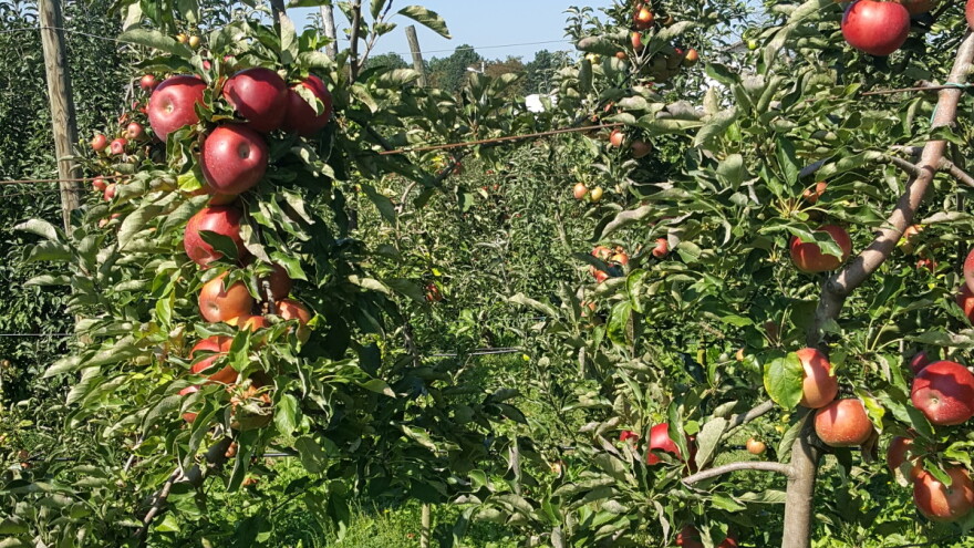 Zašto isplata pomoći od 1.000 KM/ha voćarima u RS nije dobro rješenje?