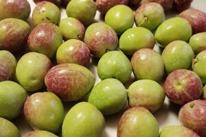 Kvaliteta maslinova ulja ove je godine pod velikim upitnikom!?