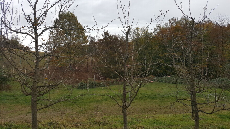 Rezidba šljive - važno je redovno primjenjivati i prilagoditi sorti