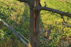 Bakterijski rak koštičavog voća