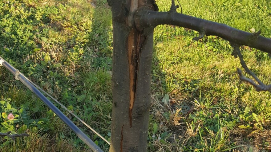 Bakterijski rak koštičavog voća