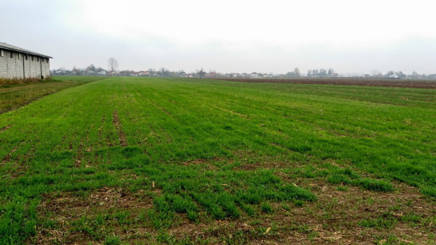 Novembarska setva pšenice u Podrinju