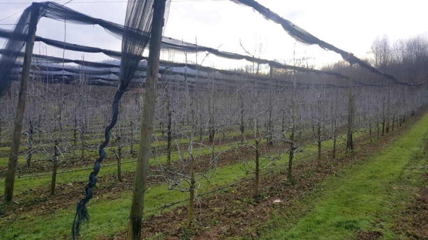 Okupljanje voćara RS - glavne teme promjena klime, tržište i radna snaga