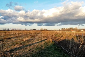 Uzgoj leske - siguran posao narednih 30 godina