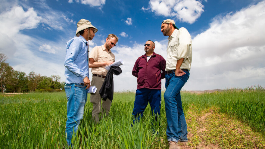 Jabal pšenica otporna na sušu - odabrali ratari