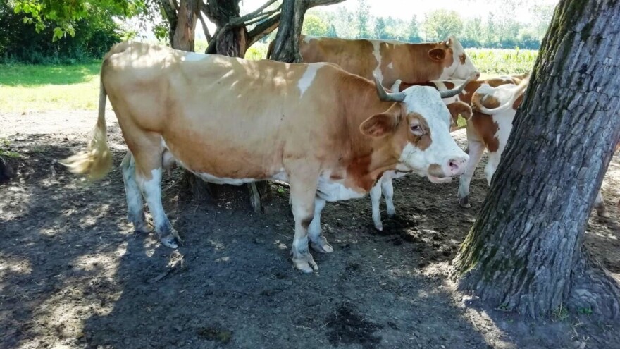 Na Silvestrovo odlazi posljednja cisterna s nekad uzornog mliječnog gospodarstva