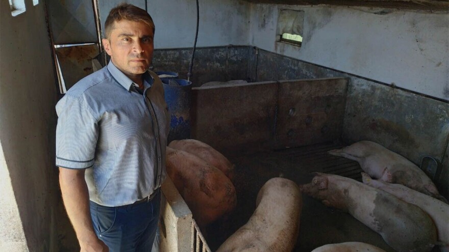 Afrička kuga svinja ozbiljan test za stočare i državnu administraciju