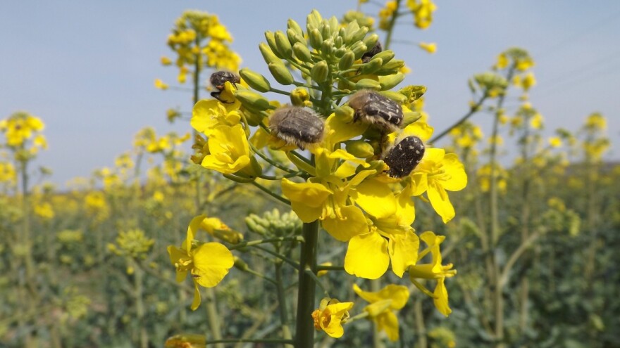 Kako odbraniti uljanu repicu od insekata štetočina?