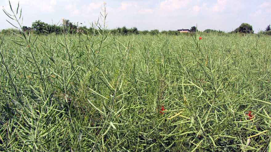 Uljane repice sve manje