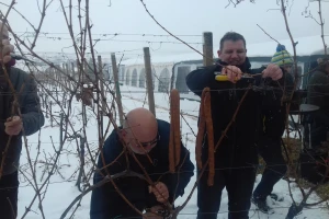Vinogradarska sezona krenula i na Mandićevcu, profesori i studenti brinu o osam sorti