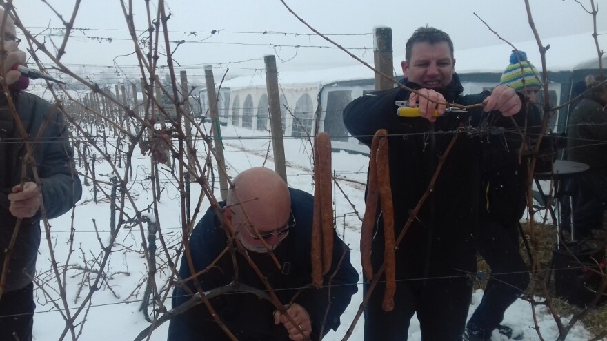 Vinogradarska sezona krenula i na Mandićevcu, profesori i studenti brinu o osam sorti