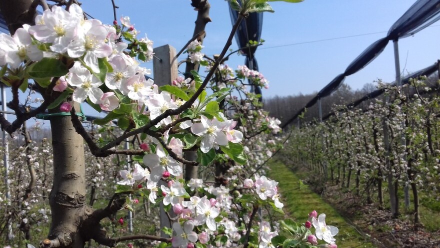 Kako obaviti proljetnu prihranu voćaka, vinove loze i maslina?