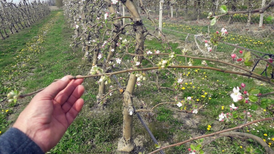 Proljetna gnojidba jabuke dušičnim gnojivima