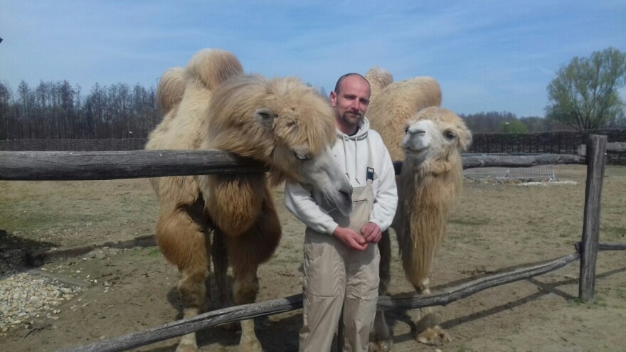 Đurđevačke deve na godinu u Podravinu privuku više od 10 tisuća gostiju