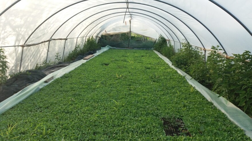 Bez podsticaja proizvodnje, duvana će biti sve manje