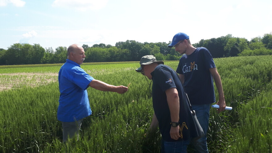 Tko se pridržavao struke i obavio pravovremenu zaštitu imat će rekordne prinose pšenice