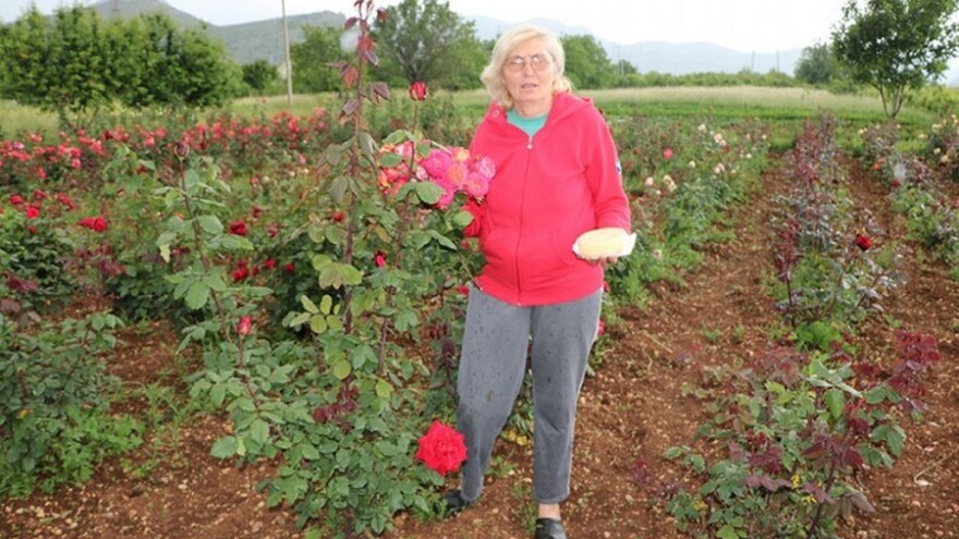 Profesorica u penziji pravi 'sir vitalnosti' i uzgaja 500 sadnica ruža