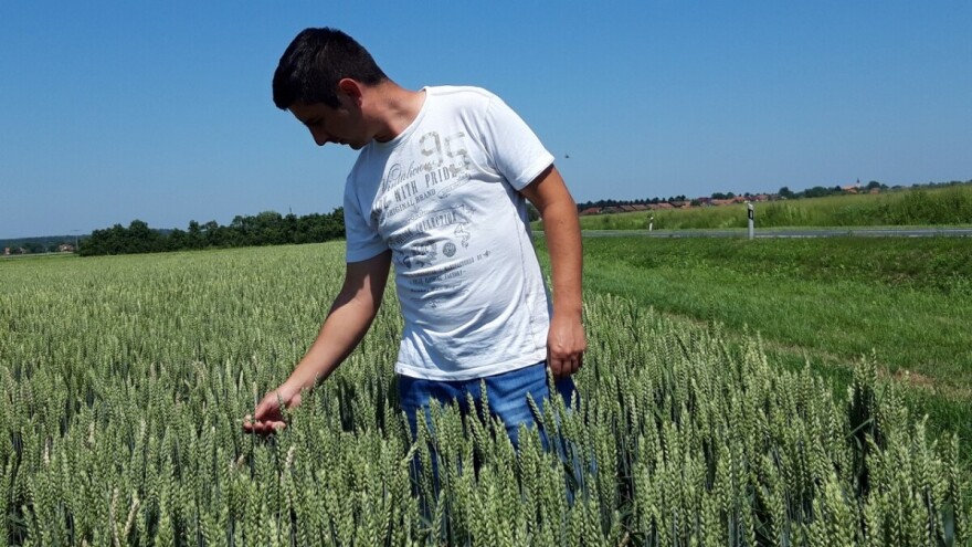 Mirko Lošić: Za dobar urod, rad i trud se podrazumijevaju, ali i kvalitetno sjeme