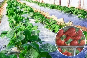 Sestre udruženim snagama uspešno proizvode i prerađuju voće
