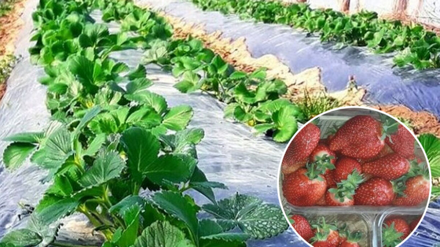 Sestre udruženim snagama uspešno proizvode i prerađuju voće