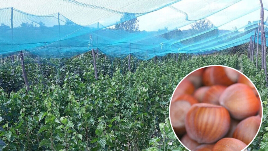 Kalemljenje na mečjoj lijeski - pedantan, ali isplativ posao