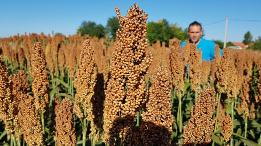 Od sljedeće sezone RWA počinje s prodajom sirka za zrno