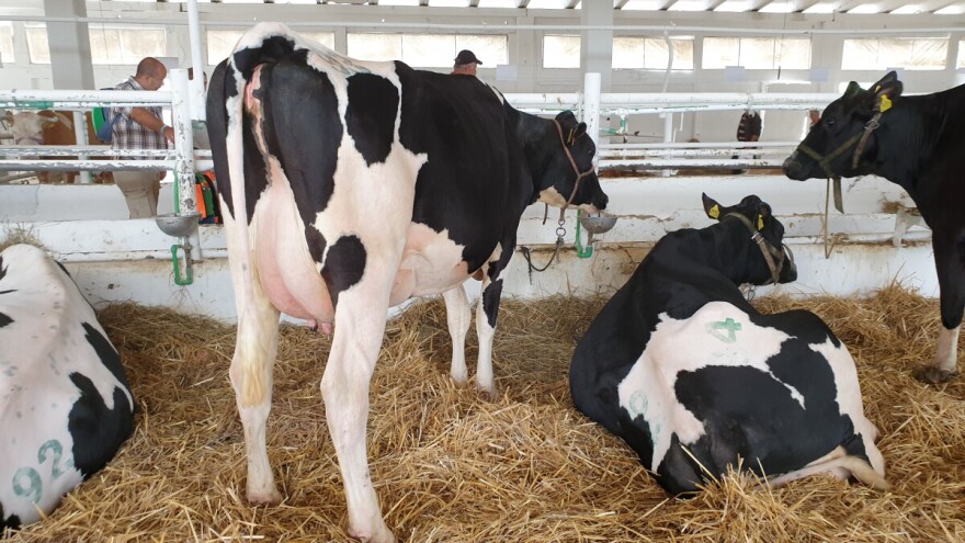 Prošle godine proizvodnja mlijeka na gospodarstvima pala za 52.000 tona