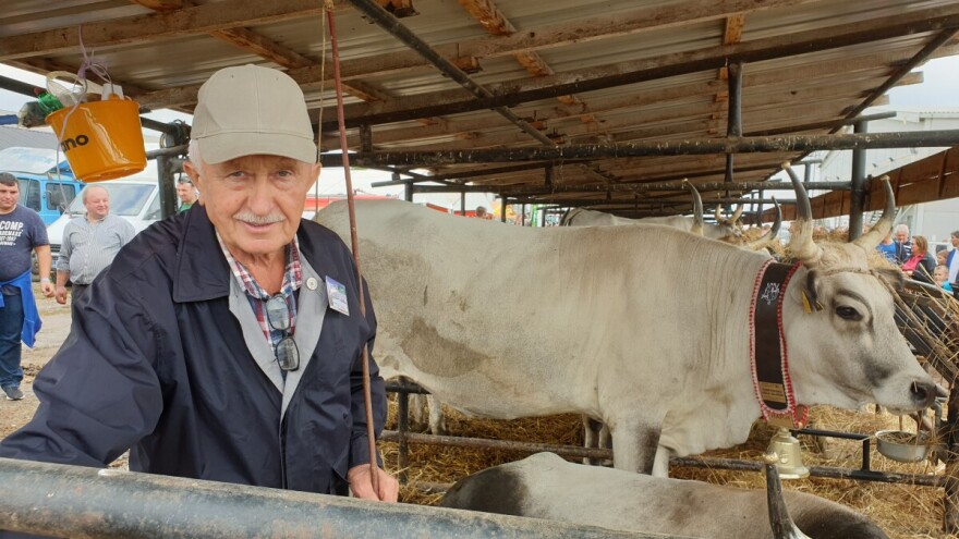 Mario Gašparini: Sve su krave bile lipe, ali Srneja je osvojila zlatno zvono