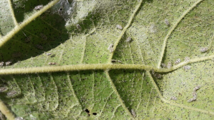 Napadnuto 90% hrastovih šuma! Eksperti zabrinuti zbog hrastove mrežaste stjenice