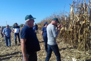 Novi BC hibridi opravdali očekivanja, a sve više silažnih odgovara proizvodnji bioplina
