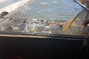 Proizvodnja šarana donosi dobru zaradu