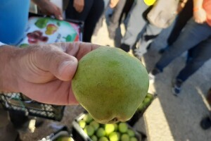 Citronka: Stara sorta kruške omiljena je u Turskoj