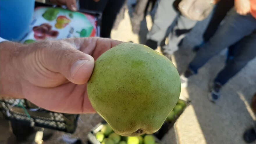 Citronka: Stara sorta kruške omiljena je u Turskoj