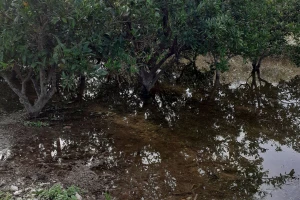 Kiša i orkanski vjetar poharali dolinu Neretve, traži se proglašenje elementarne nepogode
