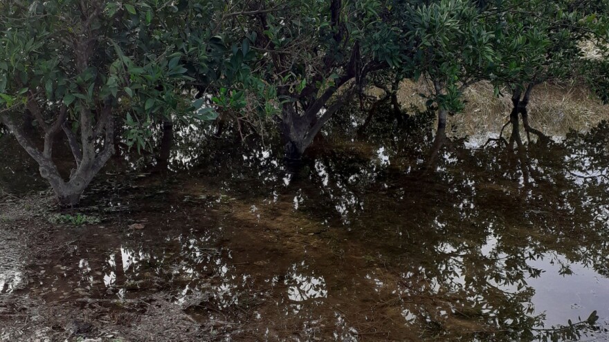Kiša i orkanski vjetar poharali dolinu Neretve, traži se proglašenje elementarne nepogode