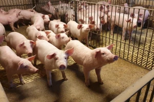 EU prognoza: Afrička svinjska kuga i dalje će uticati na globalno tržište mesa