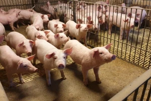 Higijena na farmi ima važnu ulogu u težini tijeka bolesti afričke svinjske kuge