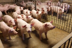 Higijena na farmi ima važnu ulogu u težini tijeka bolesti afričke svinjske kuge