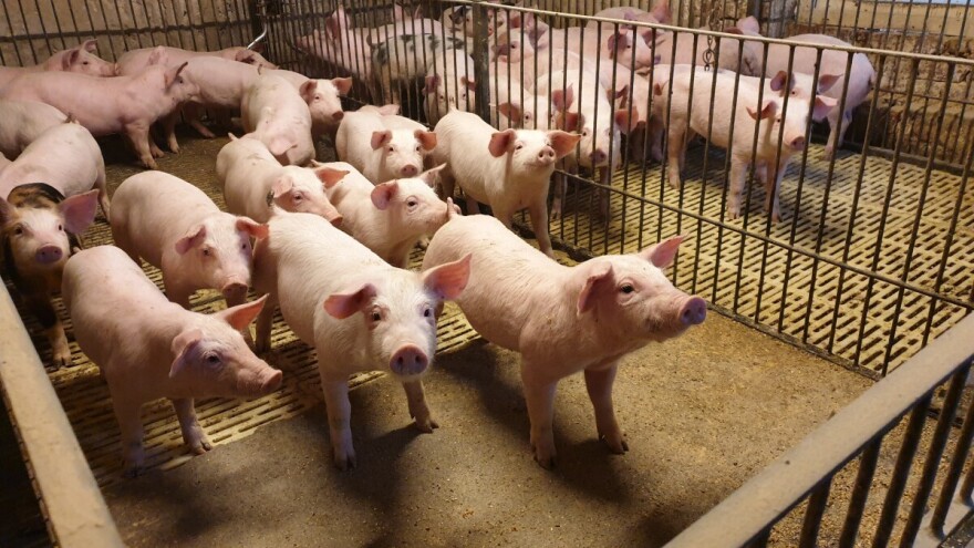 Higijena na farmi ima važnu ulogu u težini tijeka bolesti afričke svinjske kuge