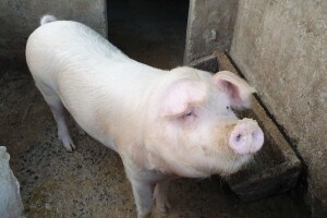 Otkupna cijena svinjskih trupova nastavlja rasti, od lani porasla za 30 posto!