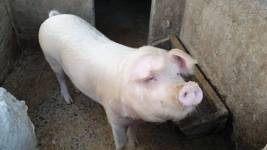 Otkupna cijena svinjskih trupova nastavlja rasti, od lani porasla za 30 posto!