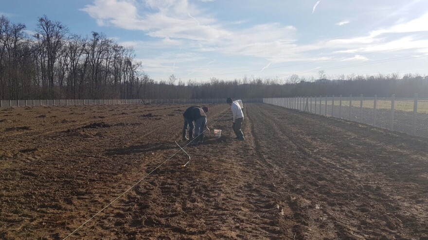 U Loznici i tokom prošle godine leska najpopularnije voće