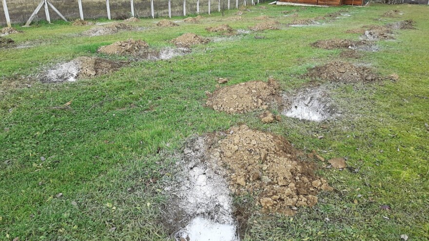 Dezinfikujte rupe za sadnju voća - krajnje je vreme za krečenje stabala