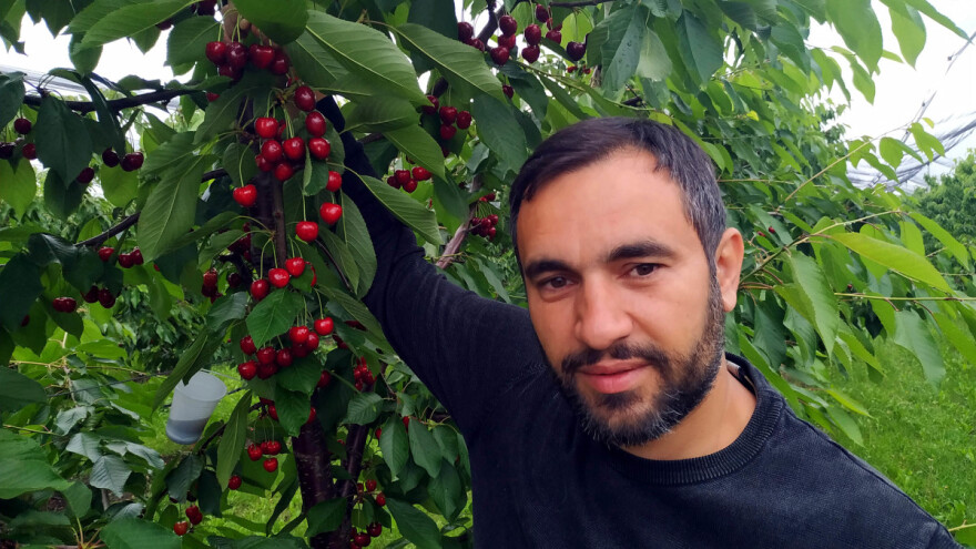 Vladimir Popić: Celokupnu proizvodnju trešanja izvozimo u Italiju i Nemačku