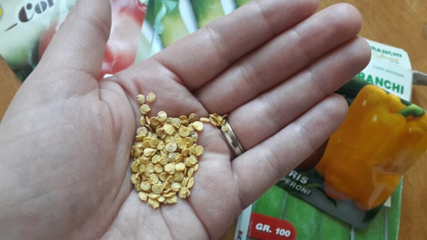 Koliko koje sjeme može trajati i kako provjeriti klijavost