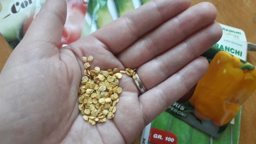 Proizvedite sami sjeme povrća jednostavno i lako