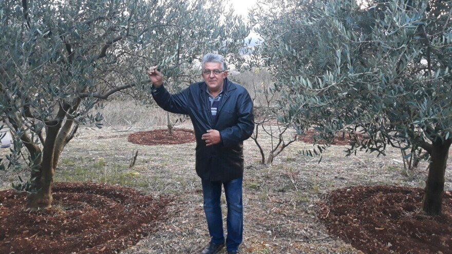 Maslinovo ulje iz Gruda tri godine zaredom osvaja priznanja za ekstra djevičansku kvalitetu