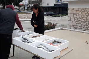 Grudačka tržnica bogata svježom morskom ribom - od šampjera do girica