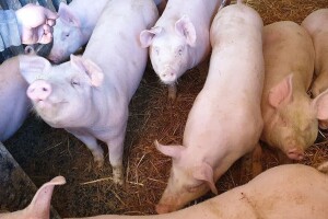 U prosincu zaklano 16 tisuća manje svinja nego godinu ranije