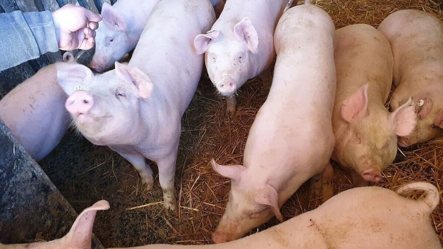 U prosincu zaklano 16 tisuća manje svinja nego godinu ranije